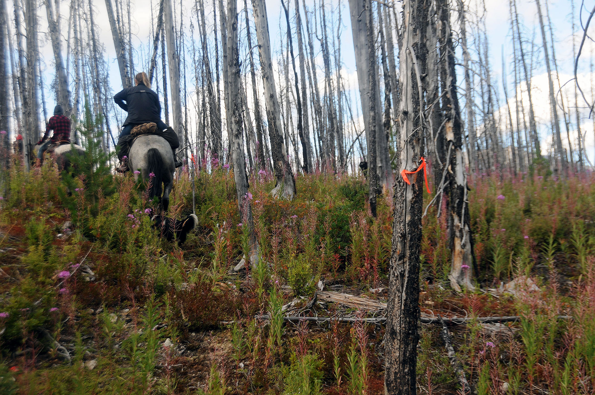 2017 Trail Restoration Willmore Wilderness Foundation