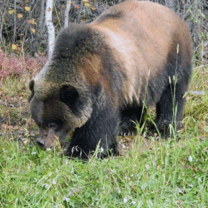 Grizzly Bear courtesy of David Robson